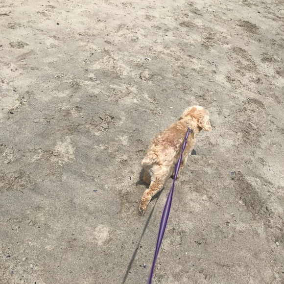 Meet your Posher, Grace - Picture 1 of 1